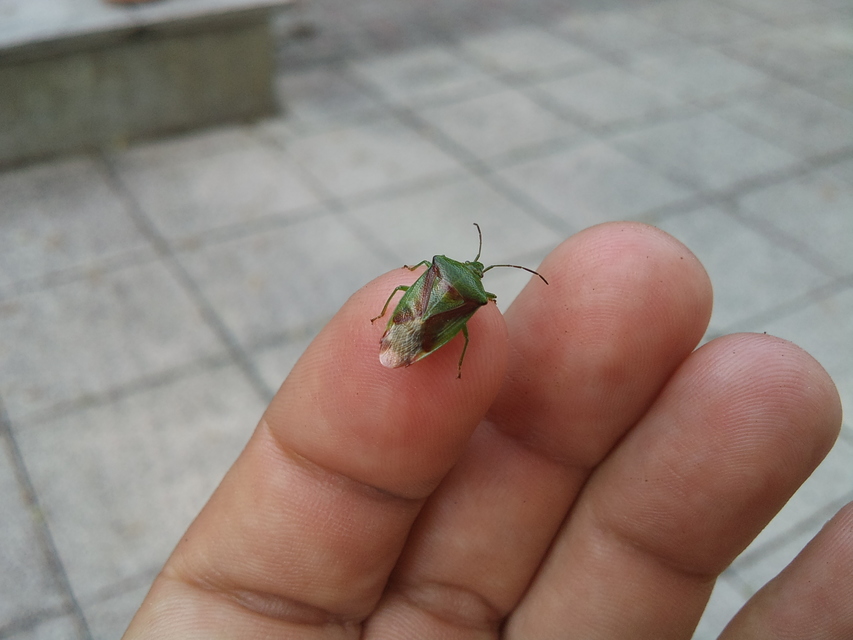 Elasmostethus Elasmostethus