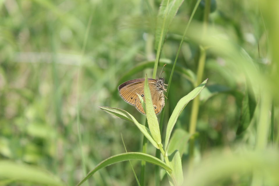 Coenonympha oedippus - ezüstsávos szénalepke