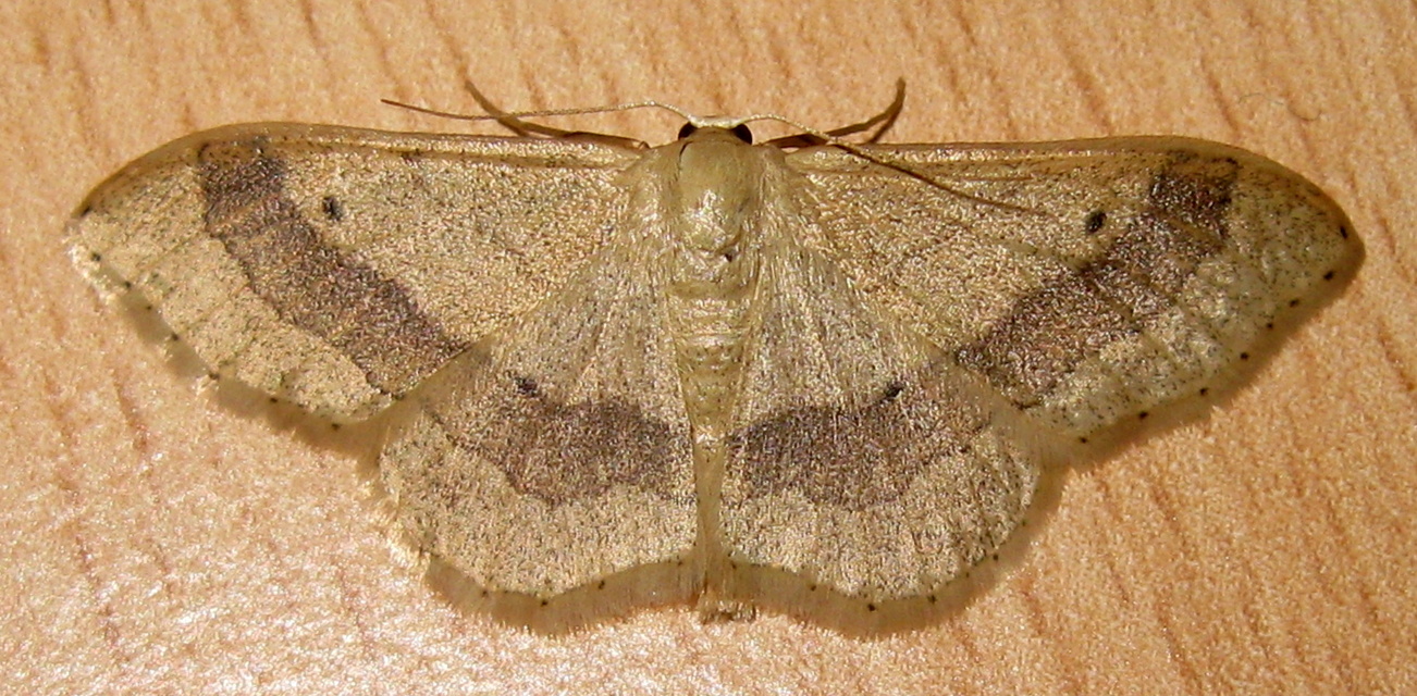 Idaea aversata - nagy sávosaraszoló