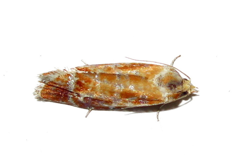 Rhyacionia