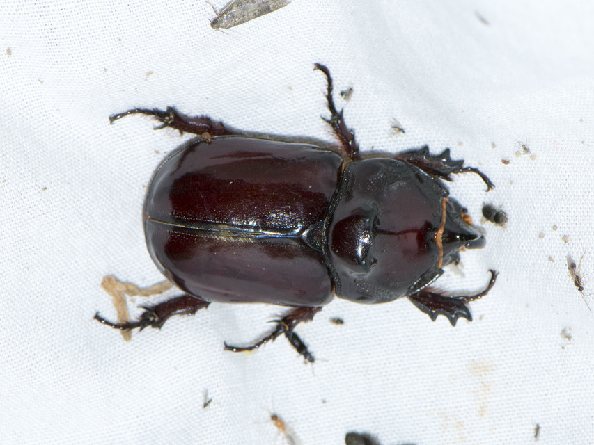 Oryctes nasicornis - orrszarvú bogár