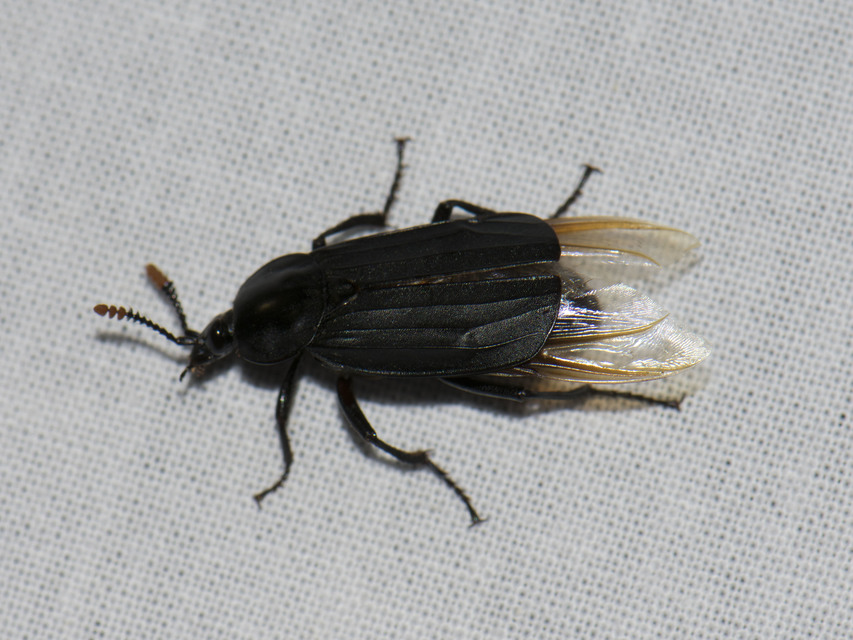 Necrodes littoralis - nagy dögbogár