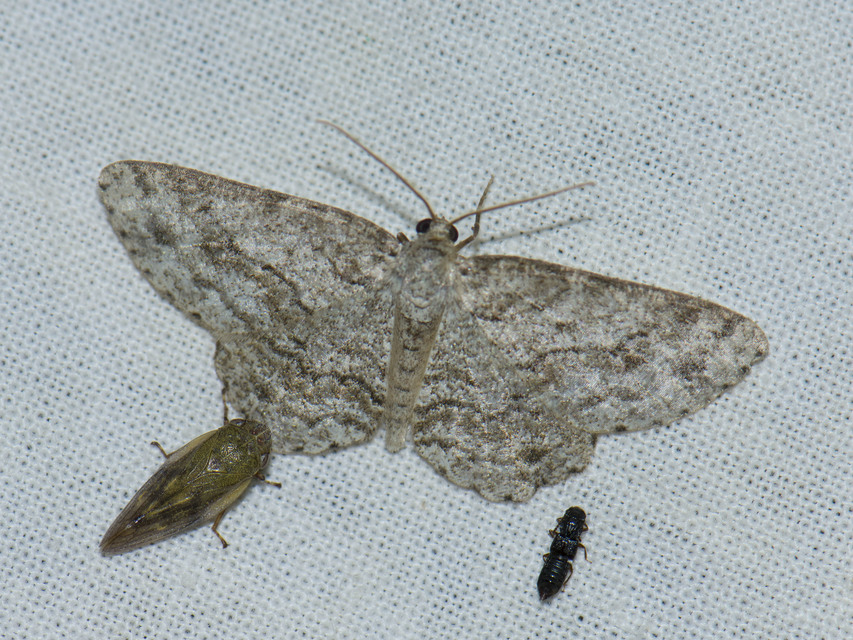 Ectropis crepuscularia - avararaszoló