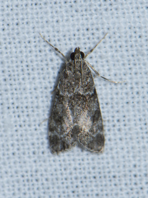 Scopariinae