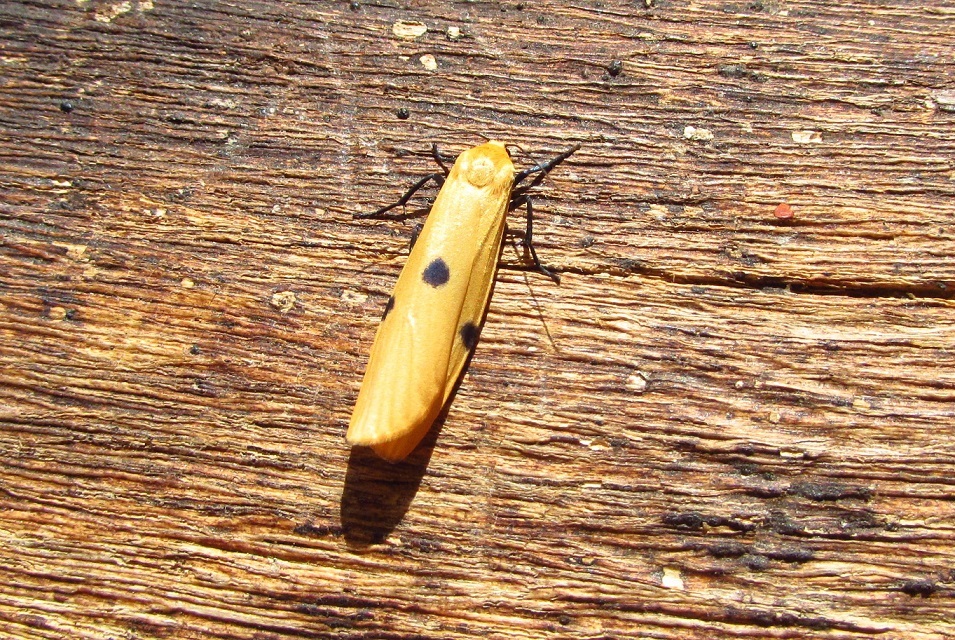 Lithosia quadra - négypettyes zuzmószövő