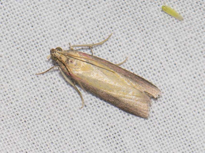 Oncocera semirubella - lucernamoly