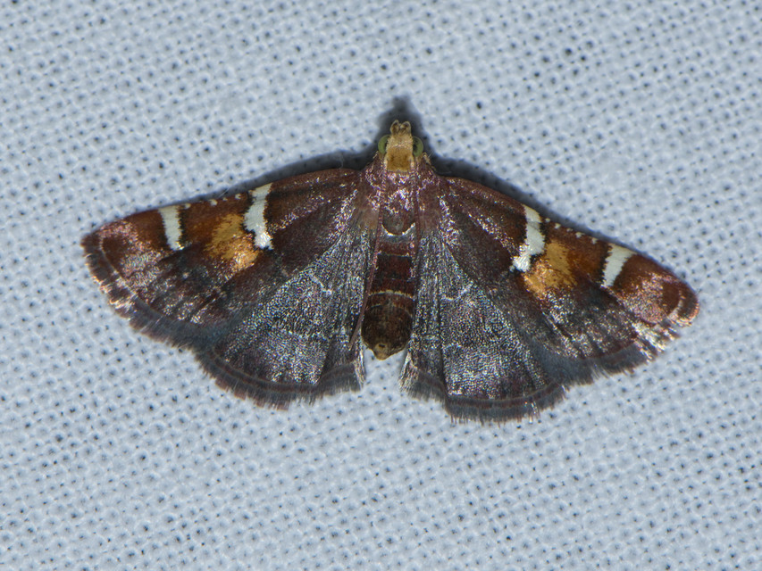 Pyralis regalis - pompás fényilonca