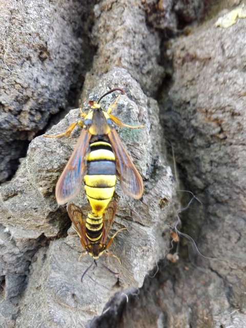 Sesia apiformis - darázslepke