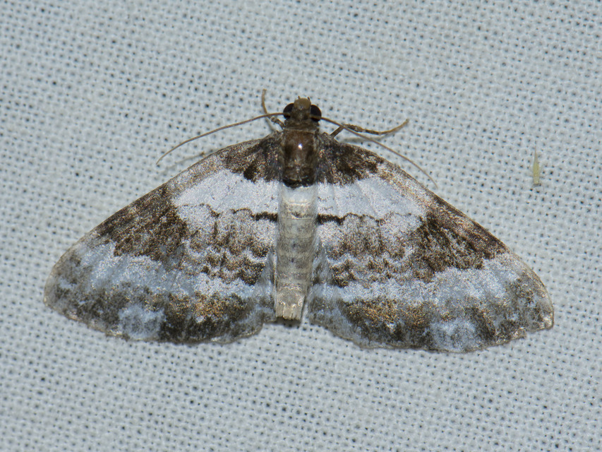 Melanthia procellata - hullámos tarkaaraszoló