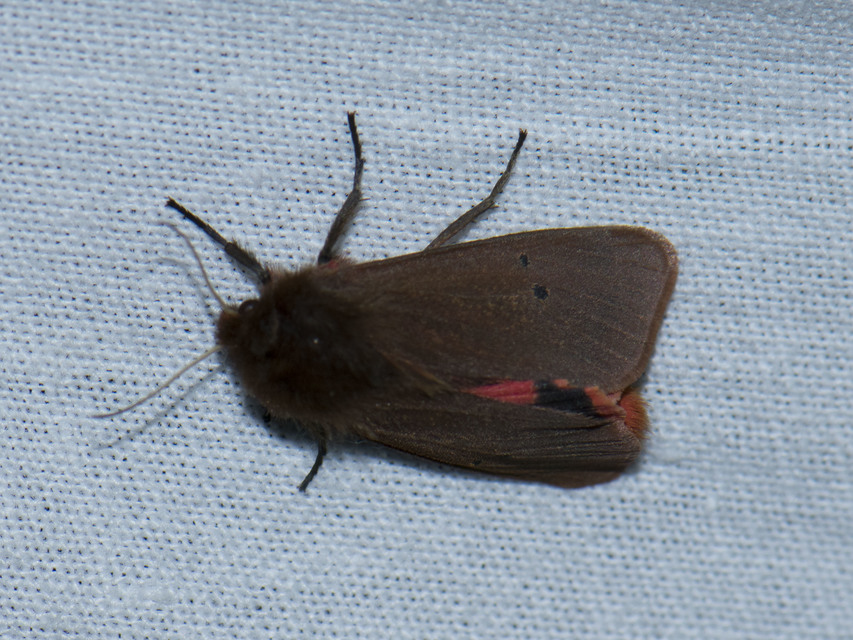Phragmatobia fuliginosa - füstös medvelepke