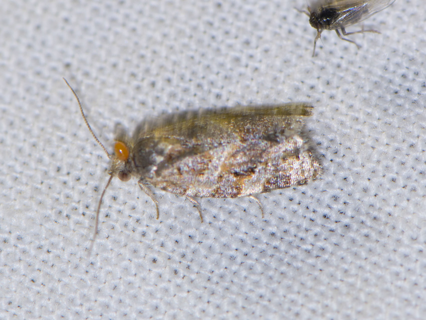Argyrotaenia ljungiana - ékes sodrómoly