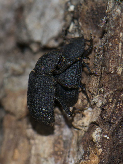 Bolitophagus reticulatus - bordás taplóbogár Bolitophagus reticulatus - bordás taplóbogár