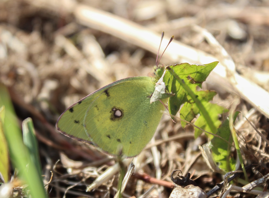 Colias erate - csángó-kéneslepke