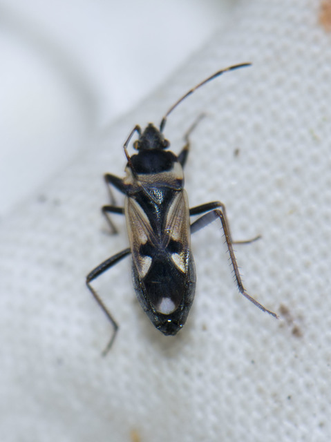 Raglius confusus