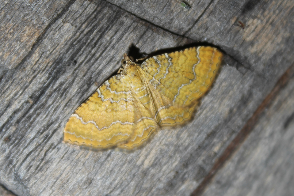 Camptogramma bilineata - kétvonalas sávosaraszoló