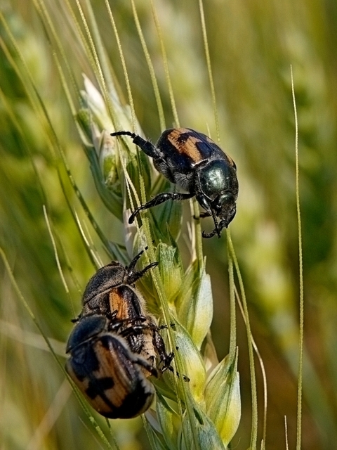 Anisoplia agricola - keresztes szipoly Anisoplia agricola - keresztes szipoly