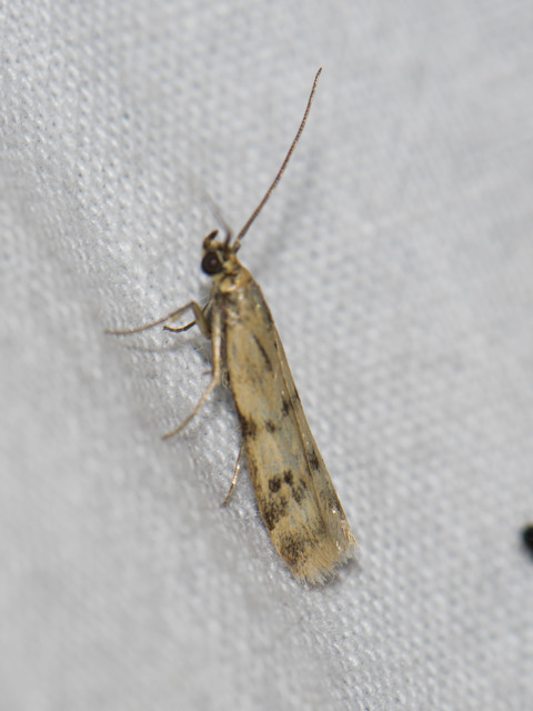 Homoeosoma sinuella - agyagsárga karcsúmoly