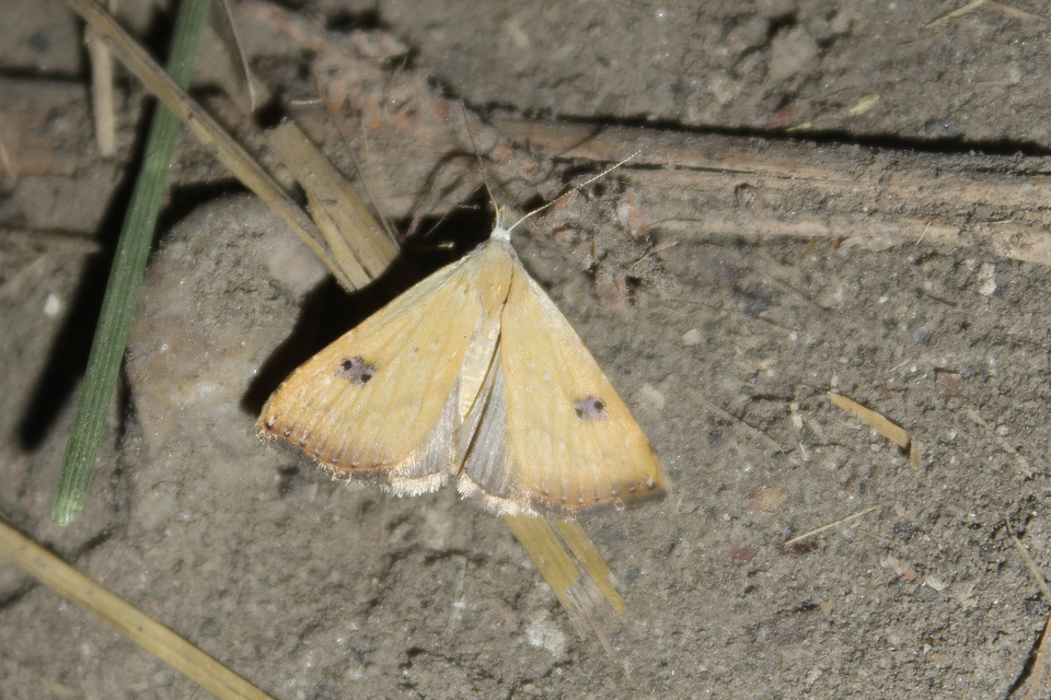 Rivula sericealis - selymes lórombagoly