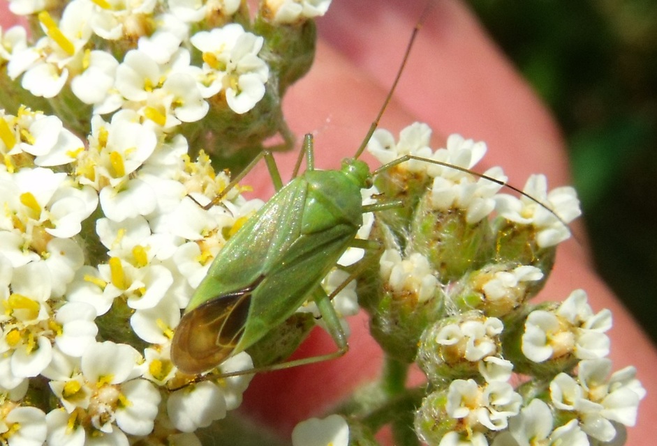Calocoris affinis