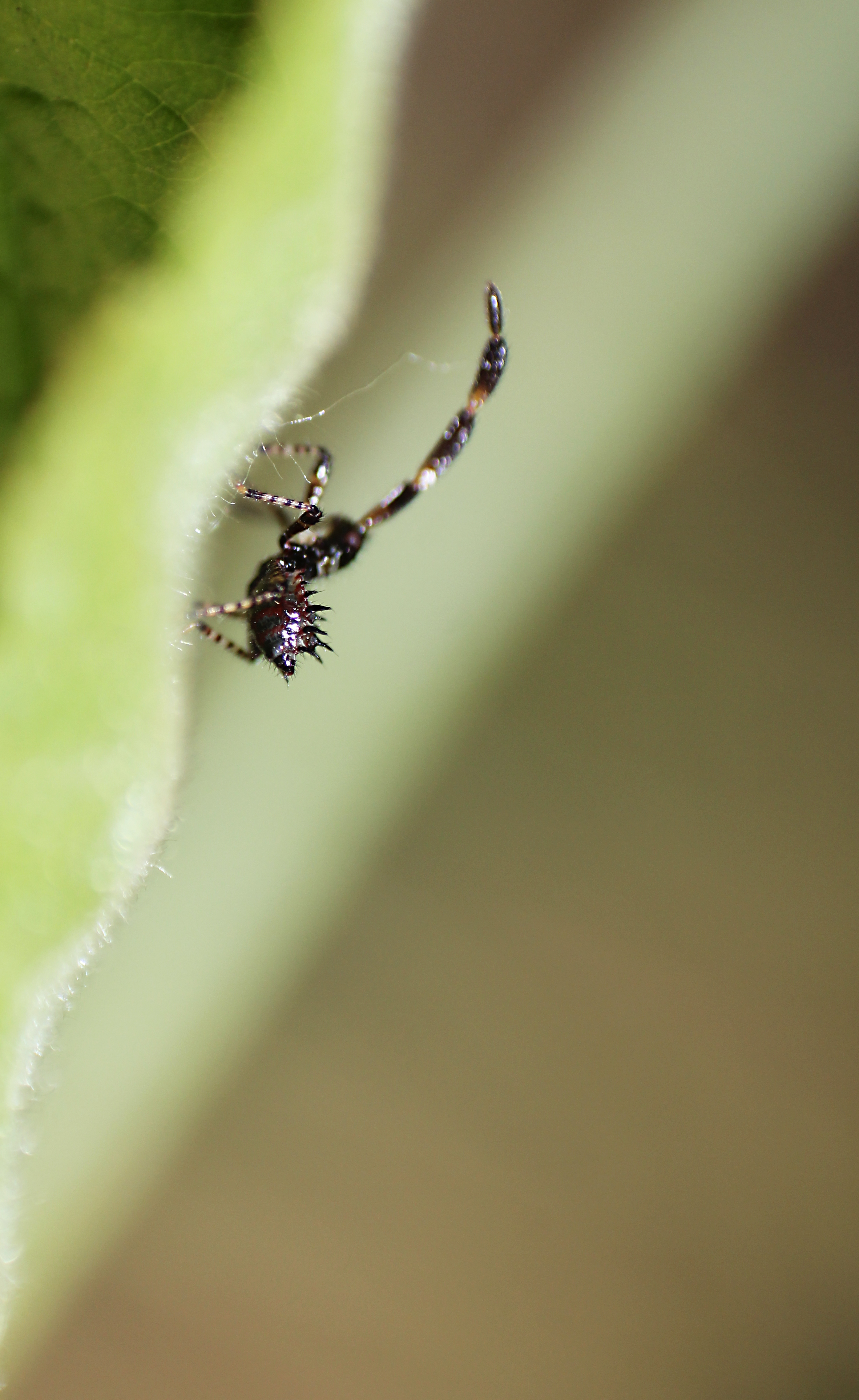 Coreidae - karimáspoloskák