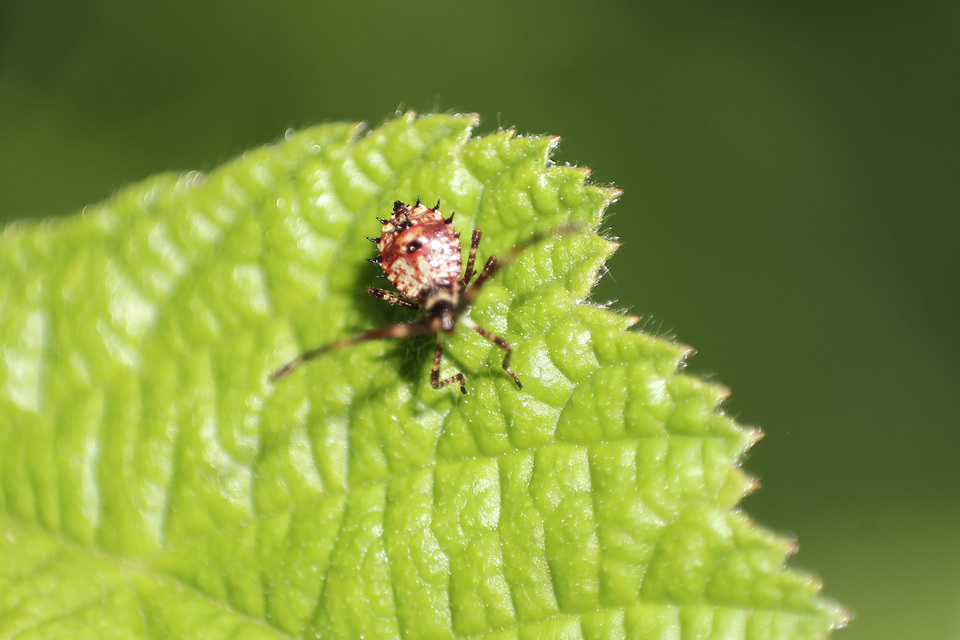 Coreus marginatus - közönséges karimáspoloska