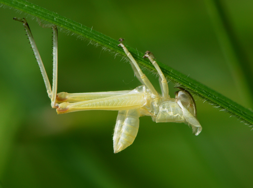 Euthystira brachyptera - smaragdzöld sáska