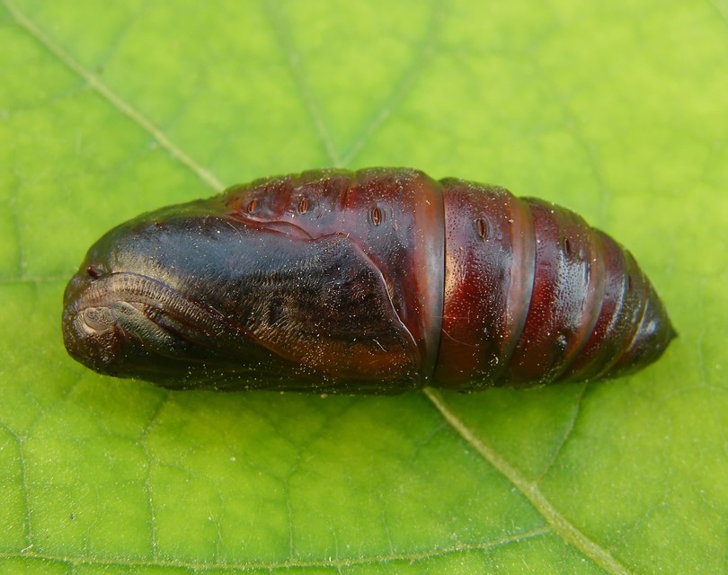 Smerinthus ocellatus - esti pávaszem