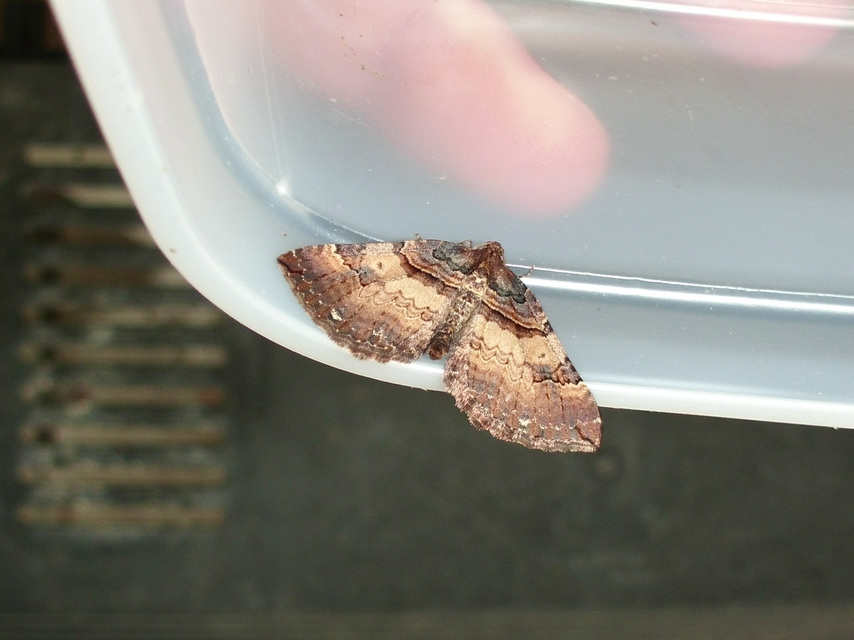 Earophila badiata - csipkerózsa-araszoló