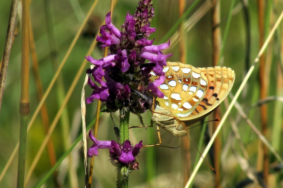 Argynnis adippe - ezüstös gyöngyházlepke