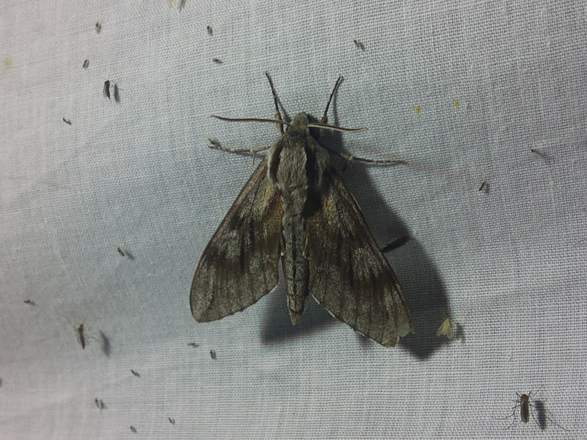 Hyloicus pinastri - fenyőszender