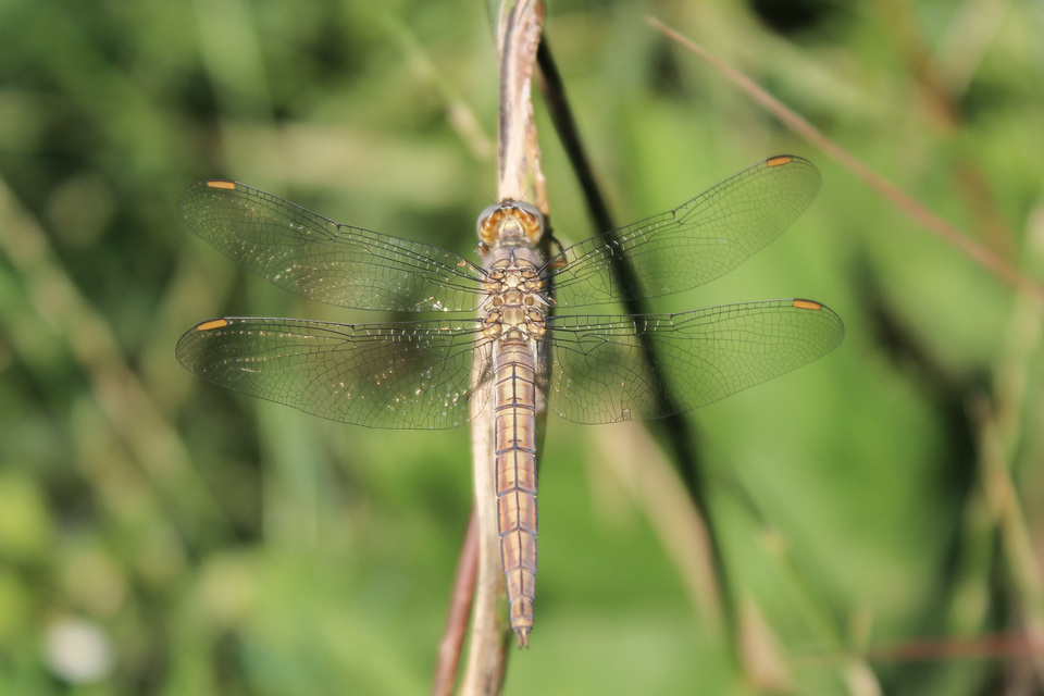 Orthetrum coerulescens - karcsú pásztorszitakötő