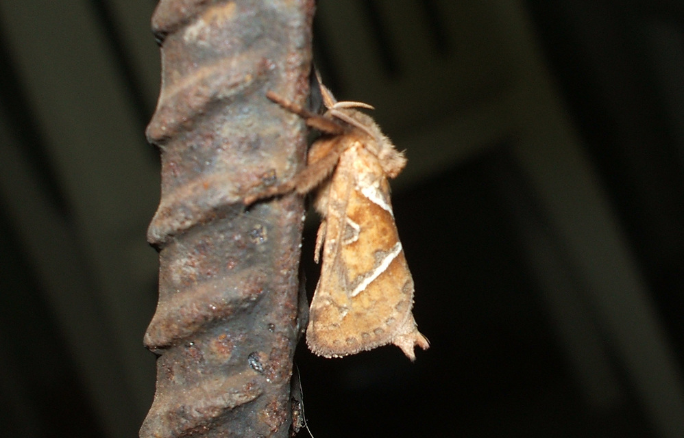 Triodia sylvina - kis gyökérrágólepke