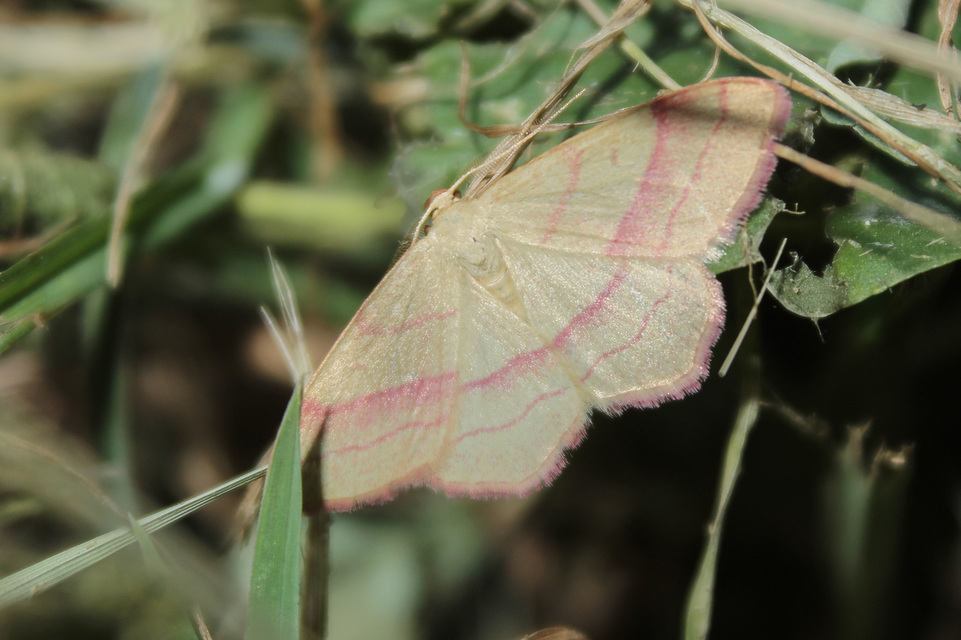 Rhodostrophia vibicaria - pirosszélű araszoló