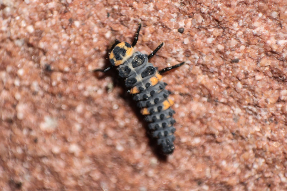 Coccinella septempunctata - hétpettyes katica