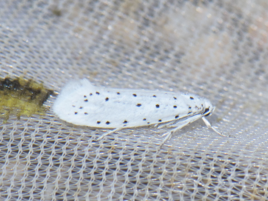 Yponomeutidae - pókhálós-molyfélék