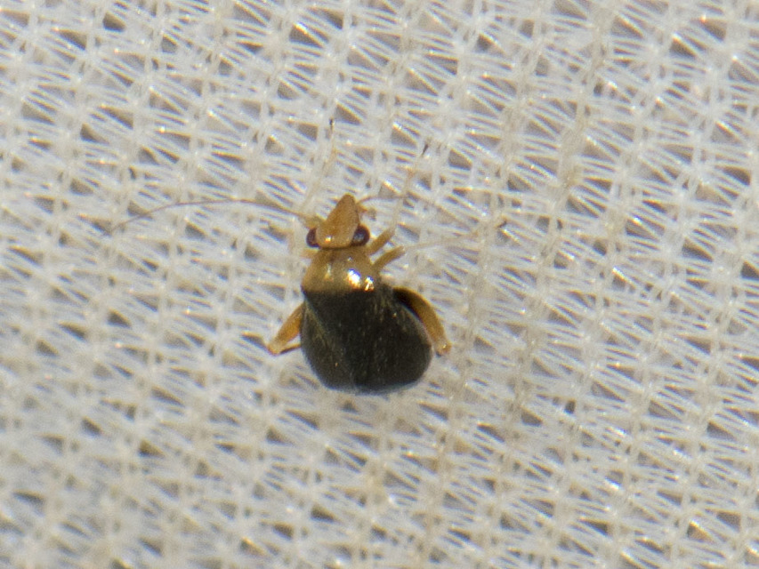 Halticus luteicollis - sárganyakú ugrópoloska