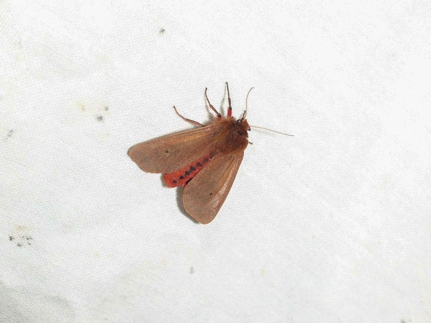 Phragmatobia fuliginosa - füstös medvelepke
