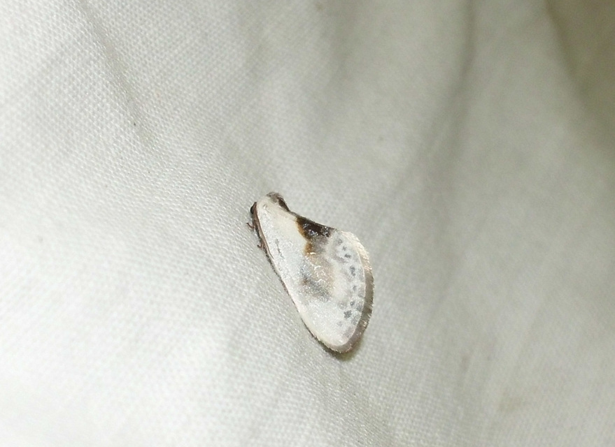 Cilix glaucata - törpe sarlósszövő