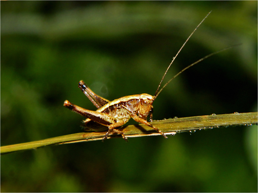 Pholidoptera griseoaptera - szürke avarszöcske