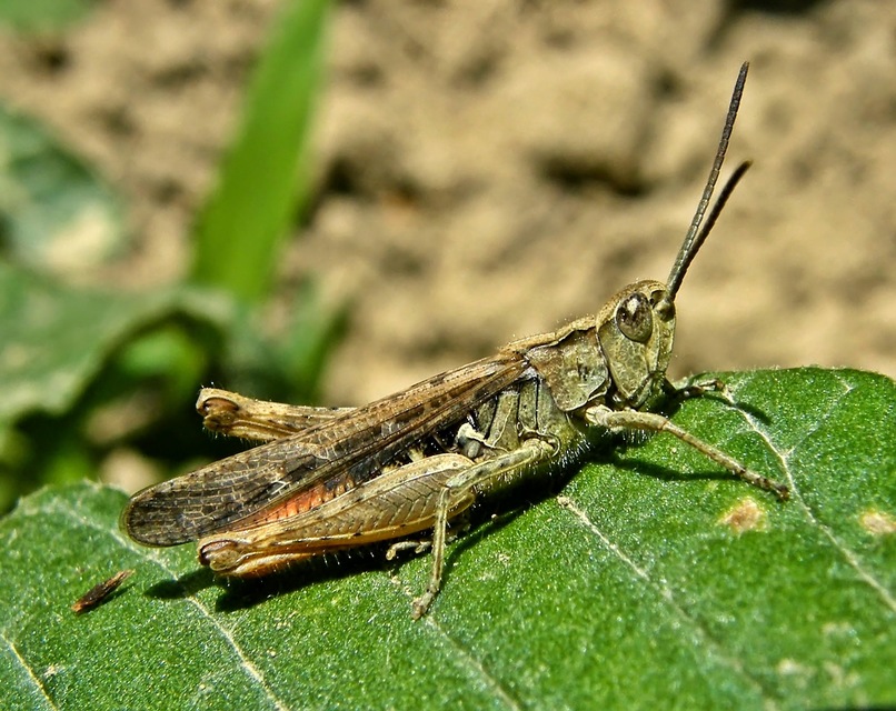 Chorthippus brunneus - közönséges tarlósáska