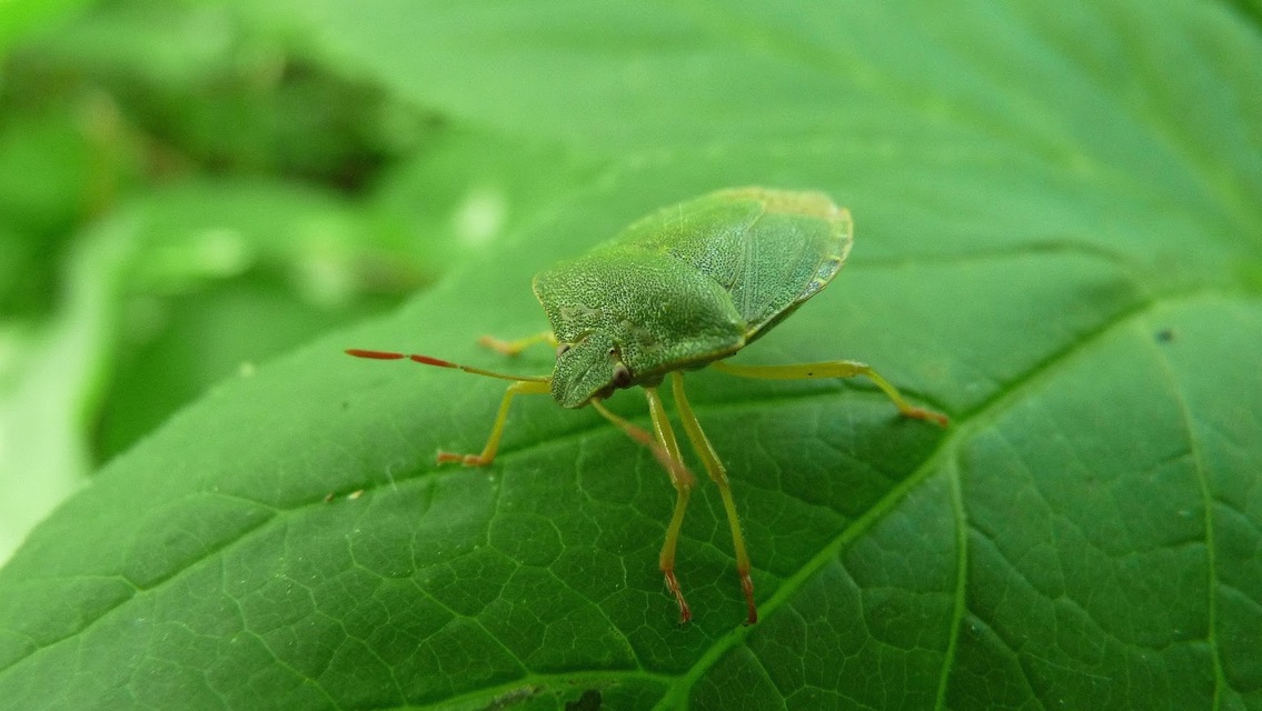 Nezara viridula - zöld vándorpoloska