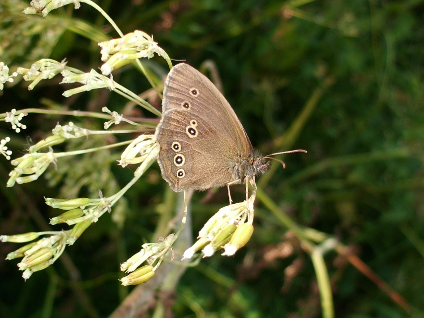 Aphantopus hyperanthus - közönséges ökörszemlepke