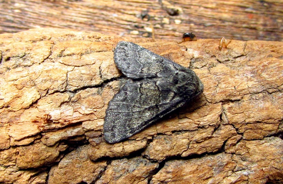 Gluphisia crenata - kormos púposszövő