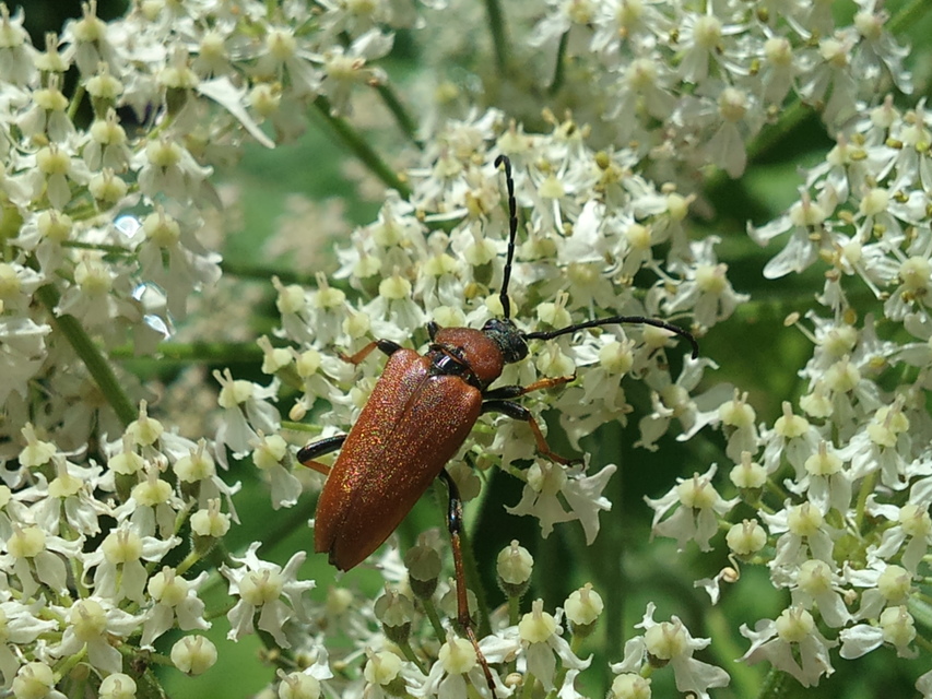 Stictoleptura rubra - vörös virágcincér