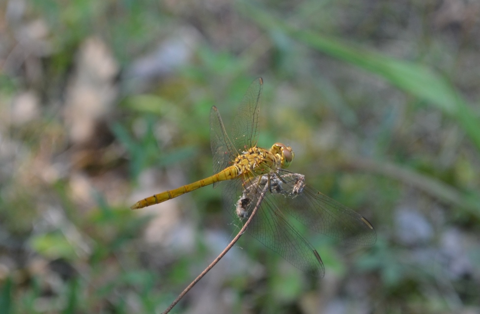 Sympetrum meridionale - fakó katona-szitakötő