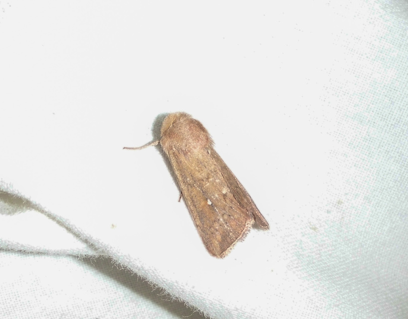 Mythimna albipuncta - fehérpettyes rétibagoly