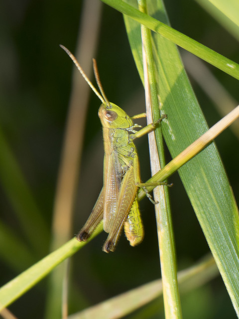 Pseudochorthippus parallelus - közönséges rétisáska