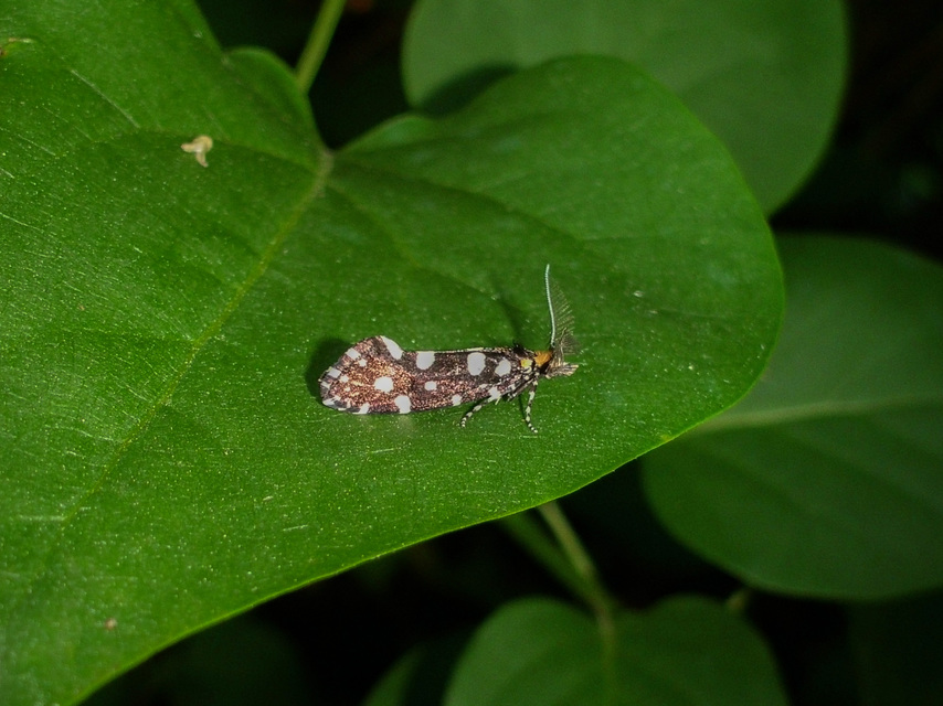 Euplocamus anthracinalis - fésűscsápú korhadékmoly