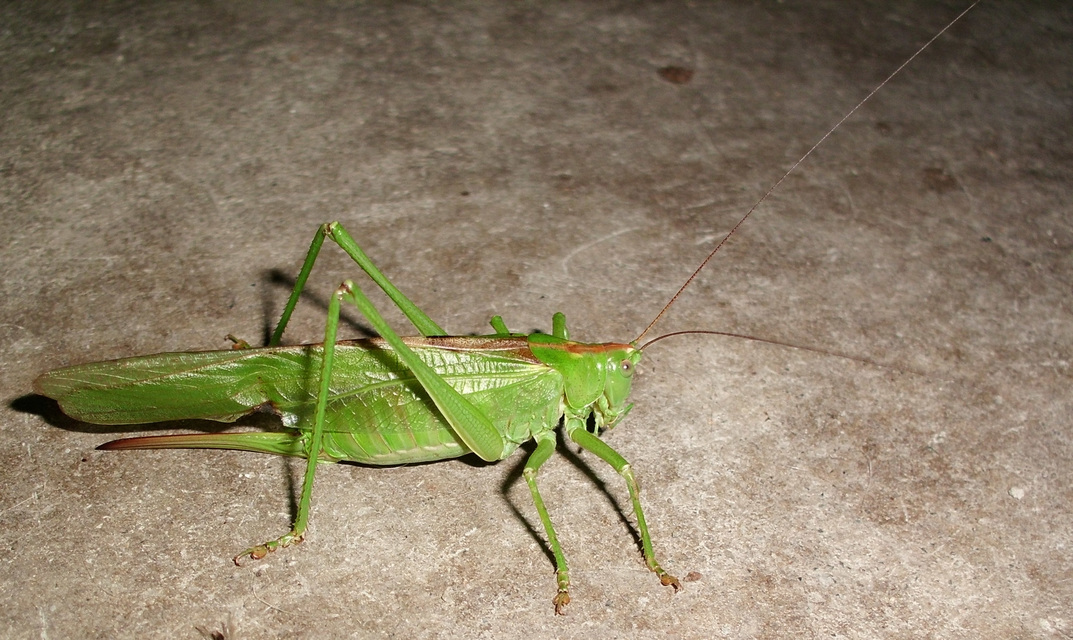 Tettigonia viridissima - zöld lombszöcske
