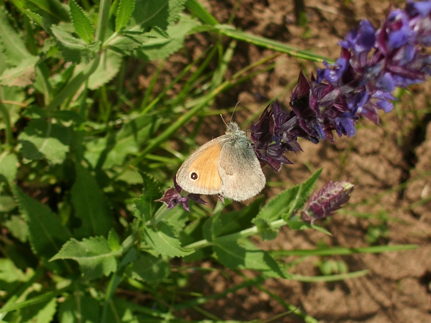 Coenonympha pamphilus - kis szénalepke